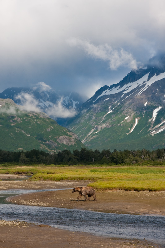 Grizzly Bear And Kejuik Mountains